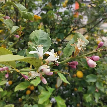 Anna's Beautiful Daire *