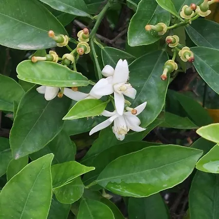 Anna's Beautiful חאניה