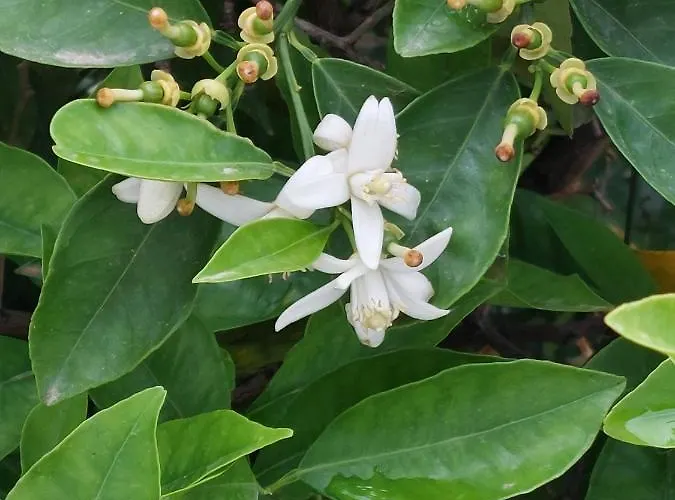 Anna's Beautiful Chania (Crete)