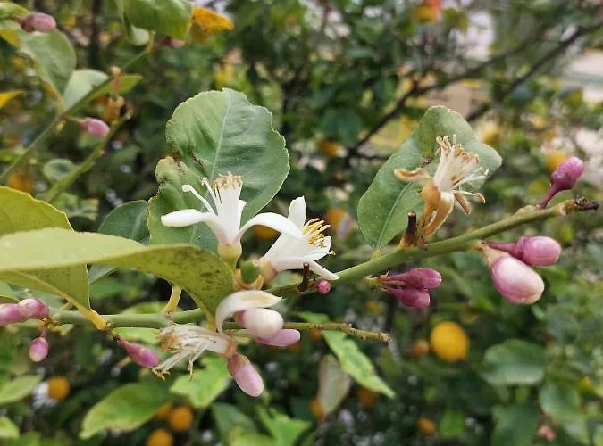 Anna's Beautiful Apartment *